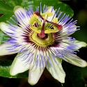 Passiflora (Pianta mezzo sempreverde)