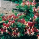 Caprifoglio Serotina (Pianta rampicante)