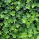 Edera - Hedera Hibernica 75-100 cm (rampicanti sempreverdi)