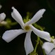 Gelsomino - Trachelospermum jasminoides (Pianta sempreverde)