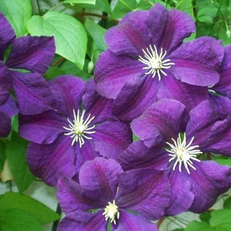 Clematide Etoile Violette (Pianta rampicante)